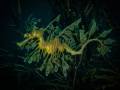   Leafy seadragon  